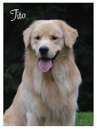 Are these the best golden retriever breeders in maine (me)? Goldiva Goldens Champion Golden Retrievers
