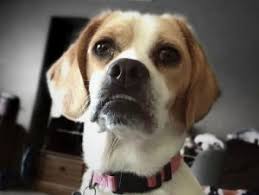 Pictures of stussy a beagle for adoption in allentown, pa who needs a loving home. 5 Best Beagle Breeders In Illinois 2021 We Love Doodles