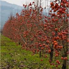 In fact, japan is home to over 200 varieties of japanese cherry trees, including. Airyclub 2packs 20pcs Bag Japanese Persimmon Fruit Tree Seeds Vegetable Seeds Diospyros Kaki Seeds Combined Garden Decoration Plant Seeds