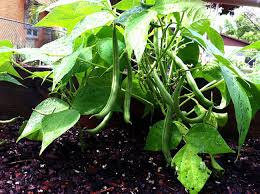 Peas and beans work very well in pots and are a very attractive addition to a container garden especially when flowering before tomatoes are easy to grow and well suited to pots providing they are fed well; Growing French Beans How To Grow Green Beans In Pot Beans
