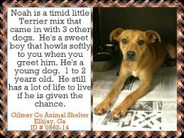 Gov T Funded High Kill Shelter Can We Get Help For These Dogs With Images Miss My Dog Dogs Dog Adoption