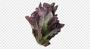 Growing romaine lettuce from seed. Lettuce Growing Romaine Lettuce Iceberg Lettuce Red Leaf Lettuce Blue Tomato Salad Purple Leaf Vegetable Leaf Png Pngwing