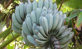Well, they're in hawaii, in southeast asia, and in other parts of central. Blue Java Banana The Ice Cream Banana Plant Epic Gardening