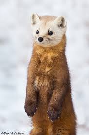 Curiously Cute Pine Martens In Algonquin Park Canada Animals Animals Wild Cute Baby Animals