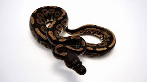 Maybe you would like to learn more about one of these? Konigpython Cinnamon Cinnamon Ballpython Python Regius Python Kaufen Md Terraristik