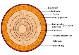 Trees And Wood Wood What Is Tree Tree Structure
