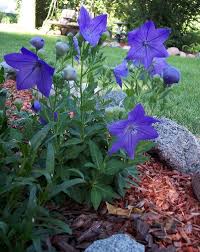 Balloon Flower Seeds Blue Platycodon Grandiflorus Asian Vegetable Balloon Flowers Growing Flowers Flower Seeds