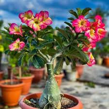 Image result for Adenium