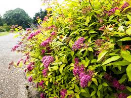 Image result for Spiraea bumalda