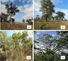 Image result for Philenoptera