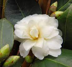 Buttermint Camellia Shade Plants Fragrant Flowers Plants