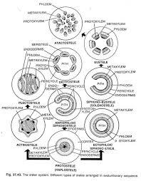 Check spelling or type a new query. Stelar System Of Plant Definition And Types With Diagrams