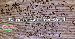 Carpenter ants can be very difficult to control. Carpenter Ants The Other Wood Muncher Good News Pest Solutions Green Pest Control In Sarasota