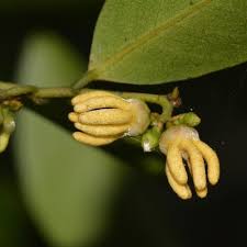 Image result for Artabotrys monteiroae