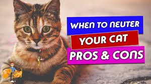 Given that cats reach sexual maturity at about 5 months of age, more and more people are advocating lowering the spay/neuter age to 4 to 5 months (early. When Should You Neuter A Cat And Why The Risks And Benefits Youtube