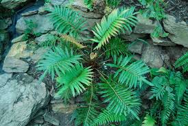 Image result for Pseudocyclosorus