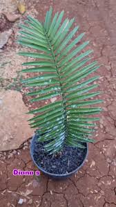 Image result for Encephalartos umbeluziensis