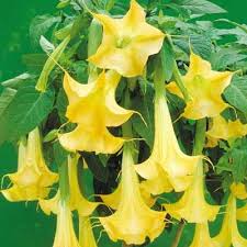 The nighttime fragrance is overwhelming. Yellow Angel Trumpet Direct Gardening