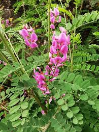 Image result for Indigofera subcorymbosa