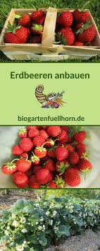 Der Anbau Von Erdbeeren Biogarten Fullhorn Erdbeeren Anbauen Erdbeeren Garten Erdbeeren Ziehen