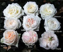 10 Most Popular Garden Rose Colors And Their Meanings