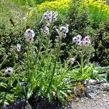 Image result for Berkheya