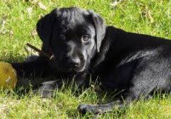 Check spelling or type a new query. Chiens Guides D Aveugles Recherche Famille D Accueil En D Ile De France Actualite Chien Santevet