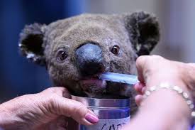 Australian Fires Unprecedented Drama For Wildlife In 2020 Koala Animals Koala Bear
