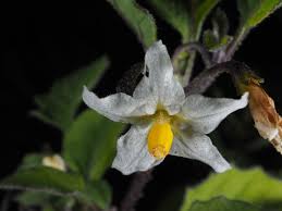 Image result for Solanum memphiticum