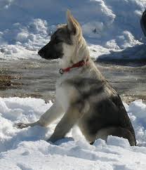 The colour of the german shepherd dog in itself. 22 Silver Sable German Shepherd Ideas Sable German Shepherd German Shepherd Silver Sable German Shepherd