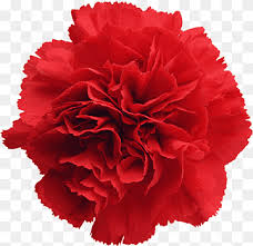 Any system of birthstone/birth flowers is accepted. Birth Flower Carnation January Birthstone Peony Artificial Flower Flower Magenta Png Pngwing