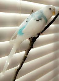 Birds Atlantis 2020 Muhabbet Kuslari Guzel Kuslar Evcil Hayvan Aksesuarlari