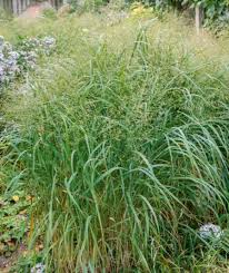 Image result for Panicum nervatum