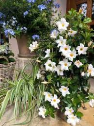 Image result for foto moud Forsterův