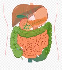 The digestive system provides cross sections of wall of the stomach, the jejunum and the colon. Digestive System Diagram No Labels Digestive System Diagram Without Label Png Digestive System Png Free Transparent Png Images Pngaaa Com