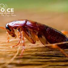 The two main termites to look out for are subterranean termites and drywood termites. Ecochoice Termite Pest Control 11 Photos Pest Control 30 Lafayette Square Vernon Ct Phone Number