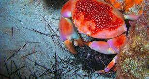 Image result for Cribbia brachyceras