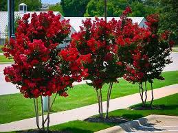 Miss Francis Crape Myrtle Myrtle Tree Crepe Myrtle Landscaping Crape Myrtle