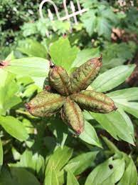Well, the seed pods from my first intersectional peony crosses (herbaceous peony x tree peony) finally popped open, and i found (drum roll, please 8. Peony Pruning Seedpods Walter Reeves The Georgia Gardener