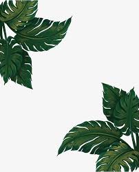 Green Banana Leaf Frame Vector Png Banana Leaf Green Banana Leaves Png Transparent Clipart Image And Psd File For Free Download Leaves Wallpaper Iphone Calligraphy Background Banana Leaf Wallpaper
