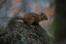 Learn how to keep chipmunks away from your garden with our guide, and get the upper hand on pests. How To Keep Chipmunks Out Of Your Garden Naturally Insteading