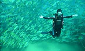 Scuba Diving In Cabo San Lucas An Underwater Wonder Sand In My Suitcase