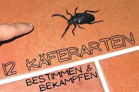 Plötzlich sind sie da im haus, vielleicht sogar in jedem raum, kleine braune käfer, die nicht zugeordnet werden können. Kafer Im Haus Bestimmen 12 Kaferarten Gartenlexikon De