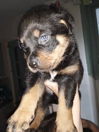 Rottweiler berkley, 8 weeks old rottweiler puppies for sale in michigan. Rottweiler Puppies For Sale Adrian Mi 307150 Petzlover