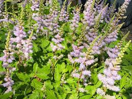 Image result for Dicliptera pumila