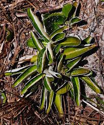 Image result for Buchnera attenuata