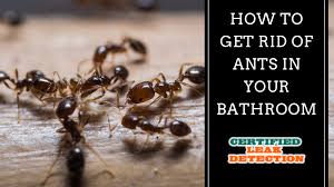 How To Get Rid Of Ants In The Bathroom Certified Leak Detection Of Orlando