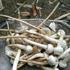 Maybe you would like to learn more about one of these? Jenis Jenis Cendawan Yang Boleh Di Makan