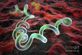 Image result for Treponema