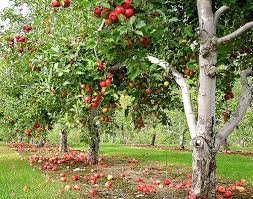 Check spelling or type a new query. High Density Plantation Of Apple Krishi Sandesh Agriculture In India